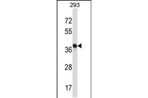 Western blot analysis in 293 cell line lysates (35ug/lane). (NECAB1 Antikörper  (AA 208-236))