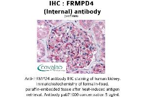 Image no. 1 for anti-FERM and PDZ Domain Containing 4 (FRMPD4) (Internal Region) antibody (ABIN1734472) (FRMPD4 Antikörper  (Internal Region))