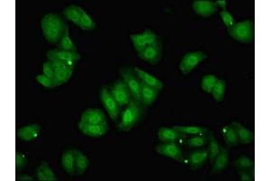 Immunofluorescent analysis of HepG2 cells using ABIN7150316 at dilution of 1:100 and Alexa Fluor 488-congugated AffiniPure Goat Anti-Rabbit IgG(H+L) (GINS2 Antikörper  (AA 1-185))