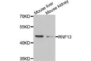 Western blot analysis of extracts of mouse liver and mouse kidney cell lines, using RNF13 antibody.