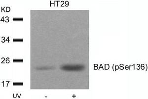 Western blot analysis of extracts from HT29 cells untreated or treated with UV using BAD(Phospho-Ser136) Antibody. (BAD Antikörper  (pSer136))