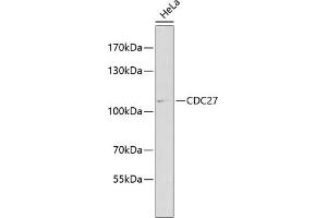 Western blot analysis of extracts of HeLa cells, using CDC27 antibody (ABIN3015756, ABIN3015757, ABIN1679113 and ABIN6219104) at 1:1000 dilution. (CDC27 Antikörper  (AA 551-830))