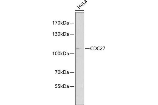 CDC27 Antikörper  (AA 551-830)