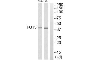 Western blot analysis of extracts from K562 cells and Jurkat cells, using MRPS7 antibody. (FUT3 Antikörper  (Internal Region))