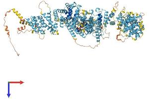 FANCA Protein (AA 1-1455) (His tag)