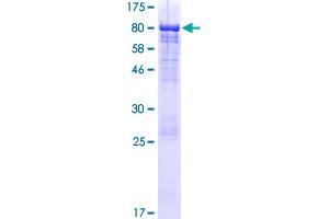 Leucine Rich Repeat Containing 43 (LRRC43) (AA 1-471) protein (GST tag)