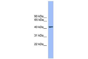 WB Suggested Anti-THEG Antibody Titration: 0. (THEG Antikörper  (Middle Region))