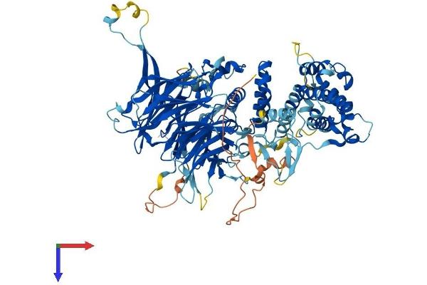 MED16 Protein (AA 1-877) (His tag)