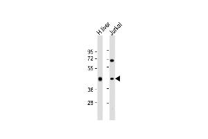 All lanes : Anti-ADH1B Antibody (Center) at 1:2000 dilution Lane 1: human liver lysate Lane 2: Jurkat whole cell lysate Lysates/proteins at 20 μg per lane. (ADH1B Antikörper  (AA 209-237))