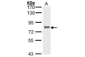 WB Image Sample (30 ug of whole cell lysate) A: Hela 7. (ALPL Antikörper  (Center))
