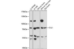 Western blot analysis of extracts of various cell lines, using DLL1 antibody (ABIN7266726) at 1:3000 dilution. (DLL1 Antikörper  (AA 573-723))