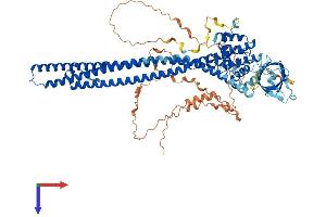 Oligophrenin 1 Protein (OPHN1) (AA 1-802) (His tag)