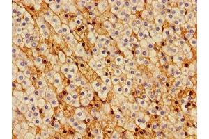 Immunohistochemistry of paraffin-embedded human adrenal gland tissue using ABIN7148939 at dilution of 1:100 (Cyclin H Antikörper  (AA 261-319))