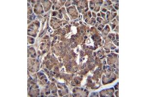 Formalin fixed and paraffin embedded human pancreas tissue reacted with RBPJL Antibody (N-term) followed by peroxidase conjugation of the secondary antibody and DAB staining. (RBPJL Antikörper  (N-Term))