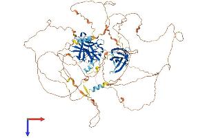 NFATC1 Protein (AA 1-943) (His tag)