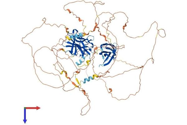 NFATC1 Protein (AA 1-943) (His tag)