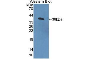 Western blot analysis of recombinant Human CNTN4. (Contactin 4 Antikörper  (AA 731-980))