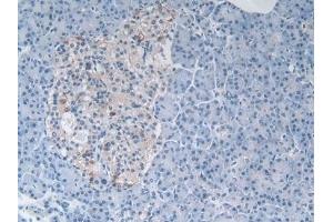 Detection of MSTN in Human Pancreas Tissue using Polyclonal Antibody to Myostatin (MSTN) (MSTN Antikörper  (AA 267-375))