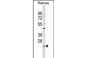LYPLA2 Antibody (C-term) (ABIN1536801 and ABIN2849366) western blot analysis in Ramos cell line lysates (35 μg/lane). (LYPLA2 Antikörper  (C-Term))