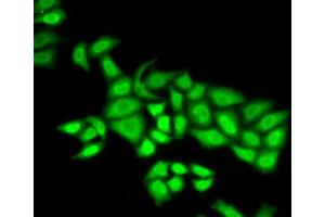Immunofluorescence analysis of U2OS cells using POLE3 antibody. (POLE3 Antikörper  (AA 1-147))