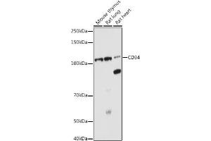 Western blot analysis of extracts of various cell lines, using CD34 antibody (ABIN6134661, ABIN6138169, ABIN6138171 and ABIN6218103) at 1:1000 dilution. (CD34 Antikörper  (C-Term))