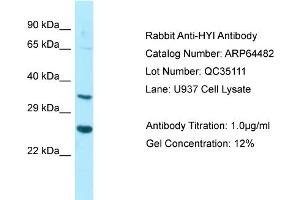 Western Blotting (WB) image for anti-Hydroxypyruvate Isomerase (Putative) (HYI) (N-Term) antibody (ABIN2789850) (HYI Antikörper  (N-Term))