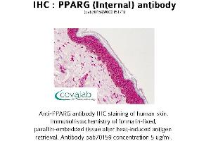 Image no. 2 for anti-Peroxisome Proliferator-Activated Receptor gamma (PPARG) (Internal Region) antibody (ABIN1738287) (PPARG Antikörper  (Internal Region))
