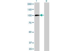 Western Blot analysis of AHR expression in transfected 293T cell line by AHR monoclonal antibody (M03), clone 3H4. (Aryl Hydrocarbon Receptor Antikörper  (AA 721-820))