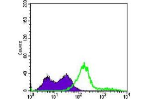 Flow cytometric analysis of Jurkat cells using CD3E mouse mAb (green) and negative control (purple). (CD3 epsilon Antikörper)