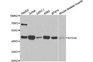 Western blot analysis of extracts of various cell lines, using ATG4A antibody. (ATG4A Antikörper  (AA 289-398))