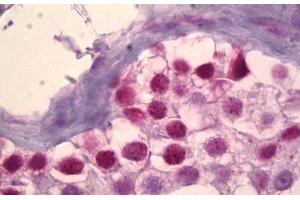 Anti-MSK1 antibody IHC staining of human testis. (MSK1 Antikörper)