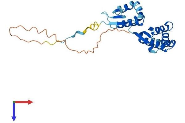 PNO1 Protein (AA 1-252) (His tag)