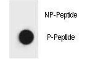 Dot blot analysis of phospho Beclin 1 antibody. (Beclin 1 Antikörper  (pThr119))