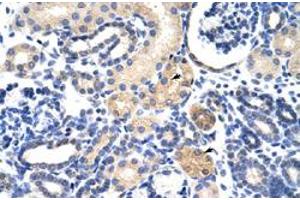 Immunohistochemical staining (Formalin-fixed paraffin-embedded sections) of human kidney with EMG1 polyclonal antibody  at 4-8 ug/mL working concentration. (EMG1 Antikörper  (N-Term))