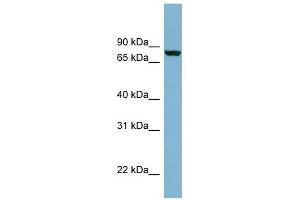 Neurochondrin antibody used at 1 ug/ml to detect target protein. (NCDN Antikörper  (N-Term))