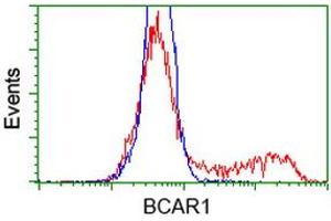 Image no. 1 for anti-Breast Cancer Anti-Estrogen Resistance 1 (BCAR1) antibody (ABIN1496833) (BCAR1 Antikörper)