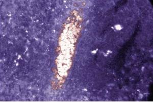 Immunofluorescence staining of rabbit spleen. (SMAD2 Antikörper  (AA 27-172))
