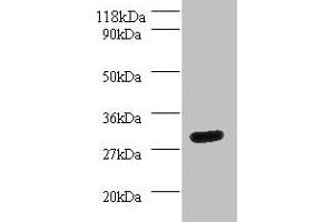 Western blot All lanes: YWHAH antibody at 2 μg/mL + Mouse spleen tissue Secondary Goat polyclonal to rabbit IgG at 1/10000 dilution Predicted band size: 29 kDa Observed band size: 29 kDa (14-3-3 eta Antikörper  (AA 4-246))