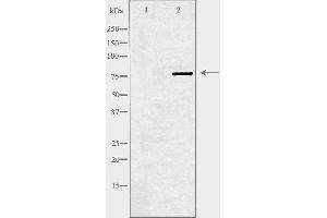 Western blot analysis of extracts from HeLa cells using PLK2 antibody.