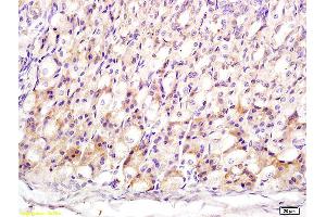 Formalin-fixed and paraffin embedded mouse stomach labeled with Anti-MT3/Metallothionein 3 Polyclonal Antibody, Unconjugated (ABIN1714565) at 1:200 followed by conjugation to the secondary antibody and DAB staining