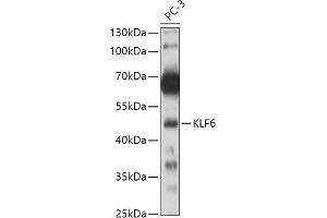 Western blot analysis of extracts of PC-3 cells, using KLF6 antibody (ABIN6131578, ABIN6142923, ABIN6142924 and ABIN6214111) at 1:500 dilution. (KLF6 Antikörper  (AA 40-200))