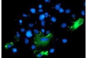 Anti-BAIAP2 mouse monoclonal antibody (ABIN2454882) immunofluorescent staining of COS7 cells transiently transfected by pCMV6-ENTRY BAIAP2 (RC214570). (BAIAP2 Antikörper)