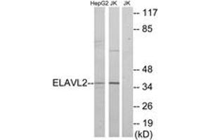 Western Blotting (WB) image for anti-ELAV (Embryonic Lethal, Abnormal Vision, Drosophila)-Like 2 (Hu Antigen B) (ELAVL2) (AA 11-60) antibody (ABIN1533851)