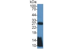 Rabbit Detection antibody from the kit in WB with Positive Control: Mouse testis lysate.
