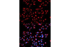 Immunofluorescence analysis of U2OS cell using C1QBP antibody. (C1QBP Antikörper  (AA 74-282))