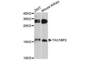 Western blot analysis of extracts of various cell lines, using TAX1BP3 antibody (ABIN5995697) at 1/1000 dilution. (TAX1BP3 Antikörper)