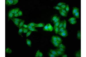 Immunofluorescence staining of HepG2 cells with ABIN7164687 at 1:266, counter-stained with DAPI. (PD-1 Antikörper  (AA 1-212))