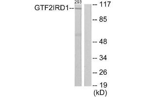 Western Blotting (WB) image for anti-General Transcription Factor II I Repeat Domain-Containing 1 (GTF2IRD1) (N-Term) antibody (ABIN1850062) (GTF2IRD1 Antikörper  (N-Term))