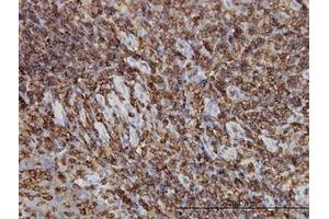 Image no. 2 for anti-Hematopoietic Cell-Specific Lyn Substrate 1 (HCLS1) (AA 266-356) antibody (ABIN598723)