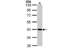 WB Image Sample (30 ug of whole cell lysate) A: A431 , 10% SDS PAGE antibody diluted at 1:1000 (CRTAP Antikörper)